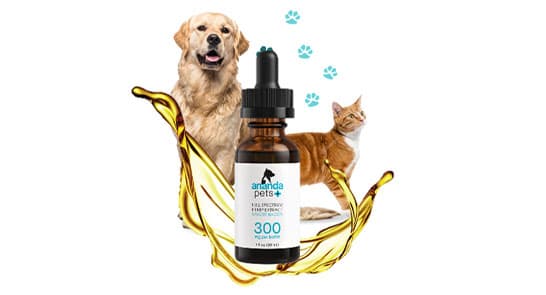 CBD for Pets